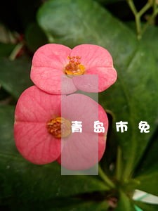 青岛市免费法律咨询 青岛市免费法律咨询