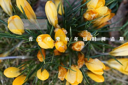 青岛市劳动年检时间逾期
