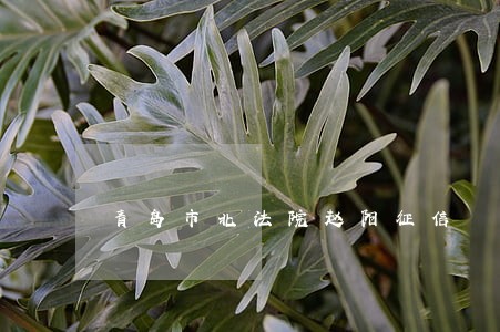 青岛市北法院赵阳征信 青岛市北法院赵阳征信