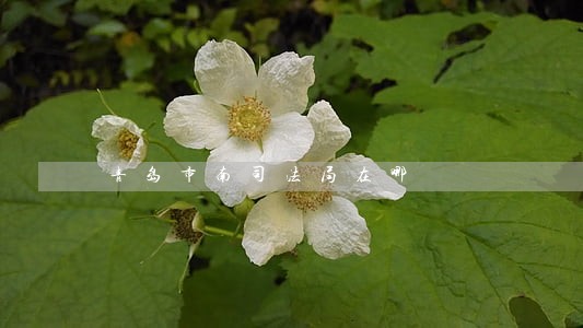 青岛市南司法局在哪