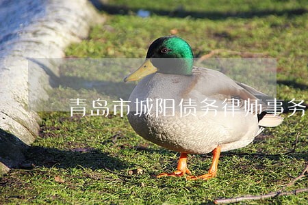 青岛市城阳债务律师事务所 青岛市城阳债务律师事务所