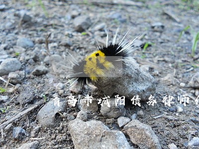 青岛市城阳债务律师介绍 青岛市城阳债务律师介绍