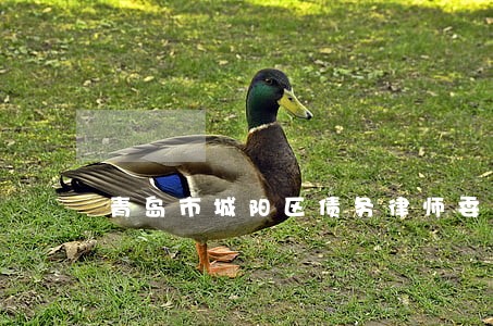 青岛市城阳区债务律师委托咨询 青岛市城阳区债务律师委托咨询