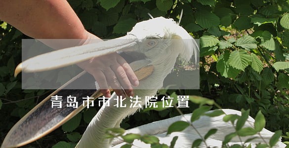青岛市市北法院位置 青岛市市北法院位置