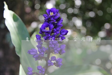 青岛市找债务合同律师