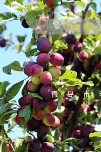 青岛市李沧法院招聘 青岛市李沧法院招聘