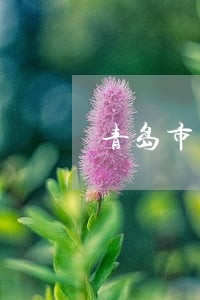 青岛市法院立案了网上能查到吗