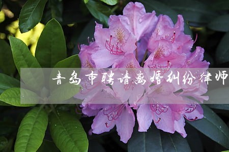 青岛市聘请离婚纠纷律师 青岛市聘请离婚纠纷律师