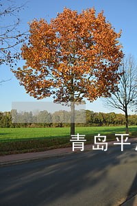 青岛平度市债务律师在线咨询 青岛平度市债务律师在线咨询