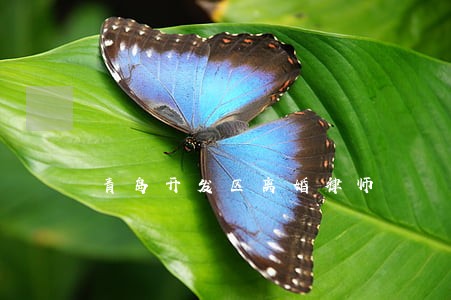 青岛开发区离婚律师 青岛开发区离婚律师