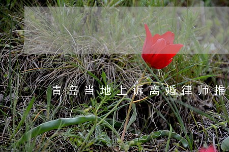 青岛当地上诉离婚律师推荐 青岛当地上诉离婚律师推荐