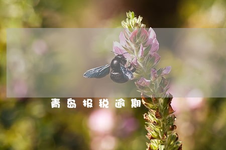 青岛报税逾期 青岛报税逾期