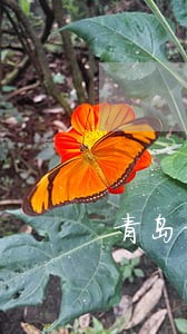 青岛招行逾期 青岛招行逾期