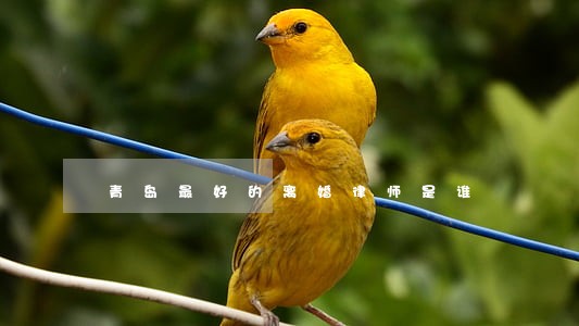 青岛最好的离婚律师是谁 青岛最好的离婚律师是谁