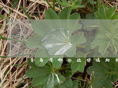 青岛有哪些法律援助单位 青岛有哪些法律援助单位