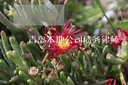青岛本地公司债务律师