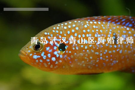 青岛武汉青山区离婚律师 青岛武汉青山区离婚律师