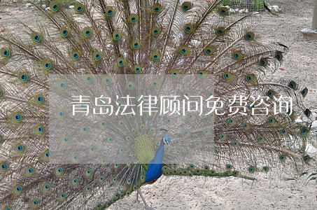 青岛法律顾问免费咨询 青岛法律顾问免费咨询