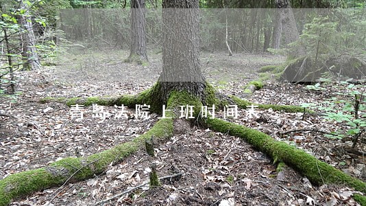 青岛法院上班时间表