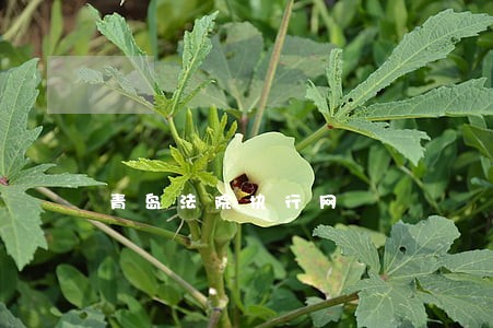 青岛法院执行网 青岛法院执行网
