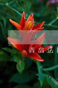青岛法院网上诉讼