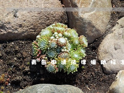 青岛申请法律援助标准 青岛申请法律援助标准