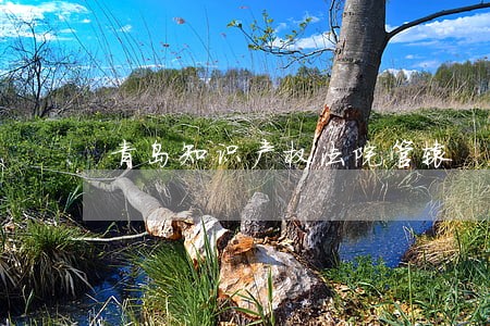 青岛知识产权法院管辖 青岛知识产权法院管辖