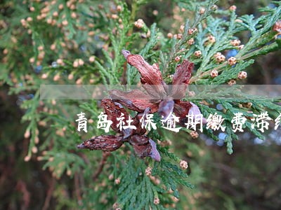 青岛社保逾期缴费滞纳金 青岛社保逾期缴费滞纳金