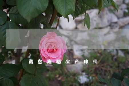 青岛离婚房产律师 青岛离婚房产律师