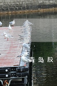 青岛胶州评价好的醉驾案律师 青岛胶州评价好的醉驾案律师