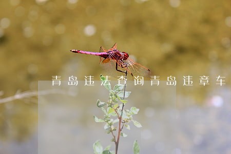 青岛违法查询青岛违章车辆查询