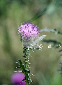 青岛银行信用卡逾期一天有影响吗 青岛银行信用卡逾期一天有影响吗