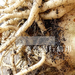 青岛银行信用卡逾期两年 青岛银行信用卡逾期两年