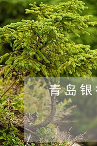 青岛银行信用卡逾期会上门 青岛银行信用卡逾期会上门