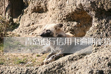 青岛银行信用卡逾期能贷款吗 青岛银行信用卡逾期能贷款吗