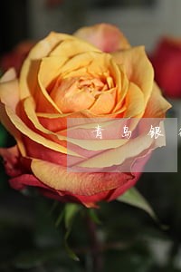 青岛银行房贷还款逾期一天