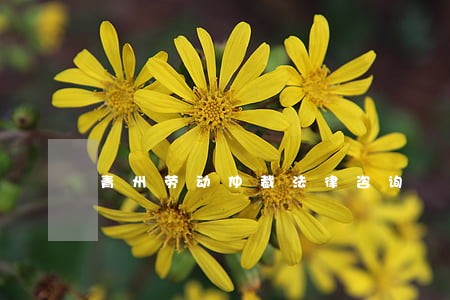 青州劳动仲裁法律咨询 青州劳动仲裁法律咨询
