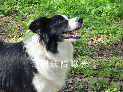 青州法院曝光 青州法院曝光