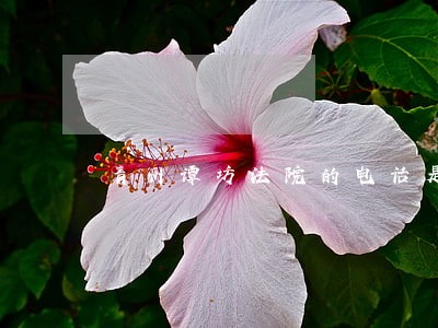 青州谭坊法院的电话是多少 青州谭坊法院的电话是多少