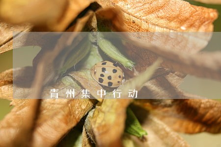 青州集中行动
