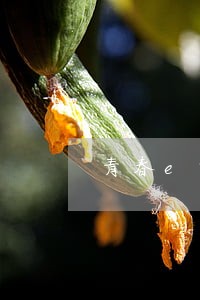 青春e贷有信用逾期可以做么 青春e贷有信用逾期可以做么