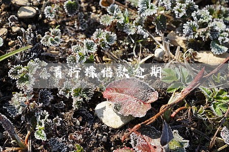 青柠檬借款逾期 青柠檬借款逾期