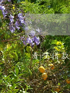 青浦借款合同律师 青浦借款合同律师