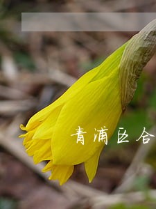 青浦区合同争议找律师哪个好 青浦区合同争议找律师哪个好
