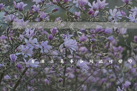 青浦区商事合同法网律师法律服务 青浦区商事合同法网律师法律服务