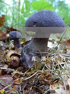 青浦区好的新三板法律顾问律师 青浦区好的新三板法律顾问律师