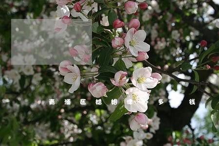 青浦区婚姻律师多少钱 青浦区婚姻律师多少钱