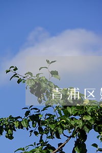 青浦区婚姻起诉律师咨询热线 青浦区婚姻起诉律师咨询热线