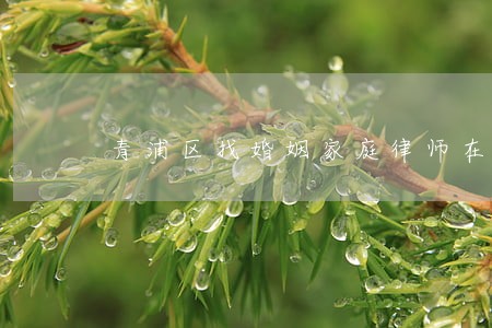 青浦区找婚姻家庭律师在线 青浦区找婚姻家庭律师在线