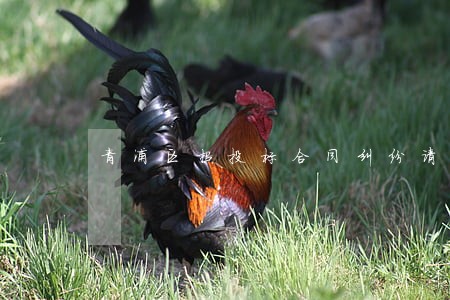 青浦区招投标合同纠纷请律师 青浦区招投标合同纠纷请律师